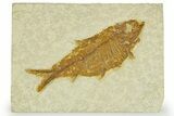 Detailed Fossil Fish (Knightia) - Wyoming #363893-1